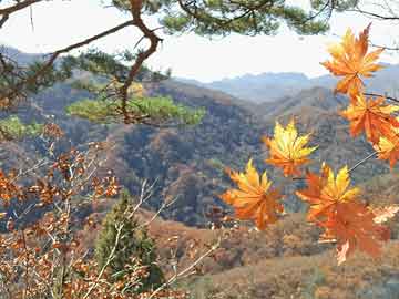 2004新澳门天天开好彩大全54,精选资料解析大全