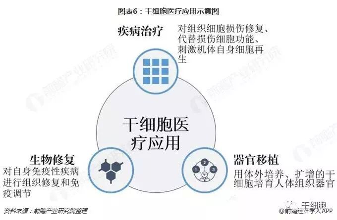 安沂华教授团队在干细胞研究领域取得最新突破，解锁再生医学的未来