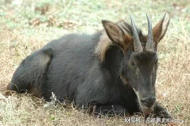 四不像玄机解特图,探索四不像玄机，解特图中的奥秘