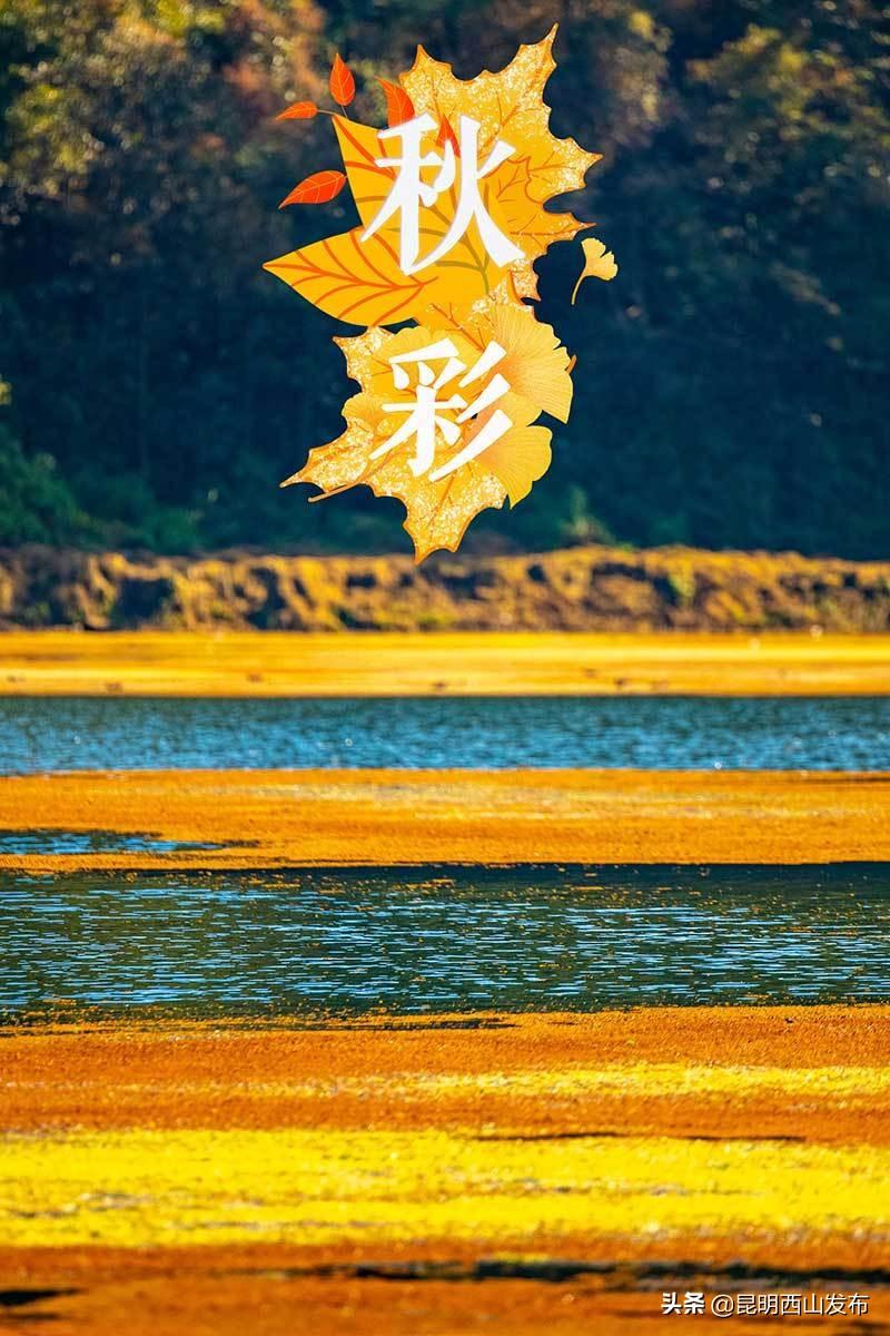 天天彩免费资料大全正版,警惕网络陷阱，揭秘天天彩免费资料大全正版的真相