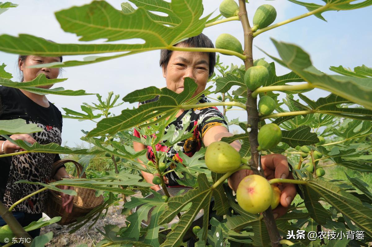 四肖期期准四肖期准开,揭秘四肖期期准，理性分析下的准与不准