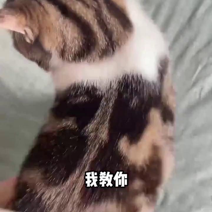 白小姐四肖选一肖中特期期准,揭秘白小姐四肖选一肖的神秘面纱，理性与迷信的边界